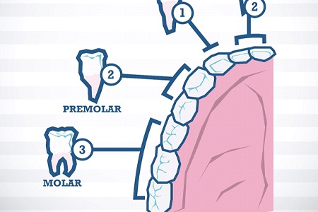 Types of teeth cost of root canal in Fort Worth